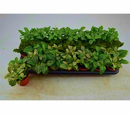Fittonia Verde M8 20cm_0