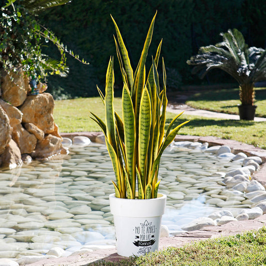 Planta Artificial Lengua De Tigre Bicolor - Decoración Sin Mantenimiento 1.05 M / Multicolor_0