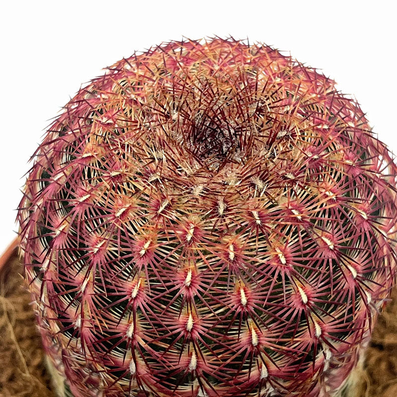 Echinocereus Rigidissimus Ssp. Rubispinus Cactus Y Suculentas M8,5 cm Ø_1