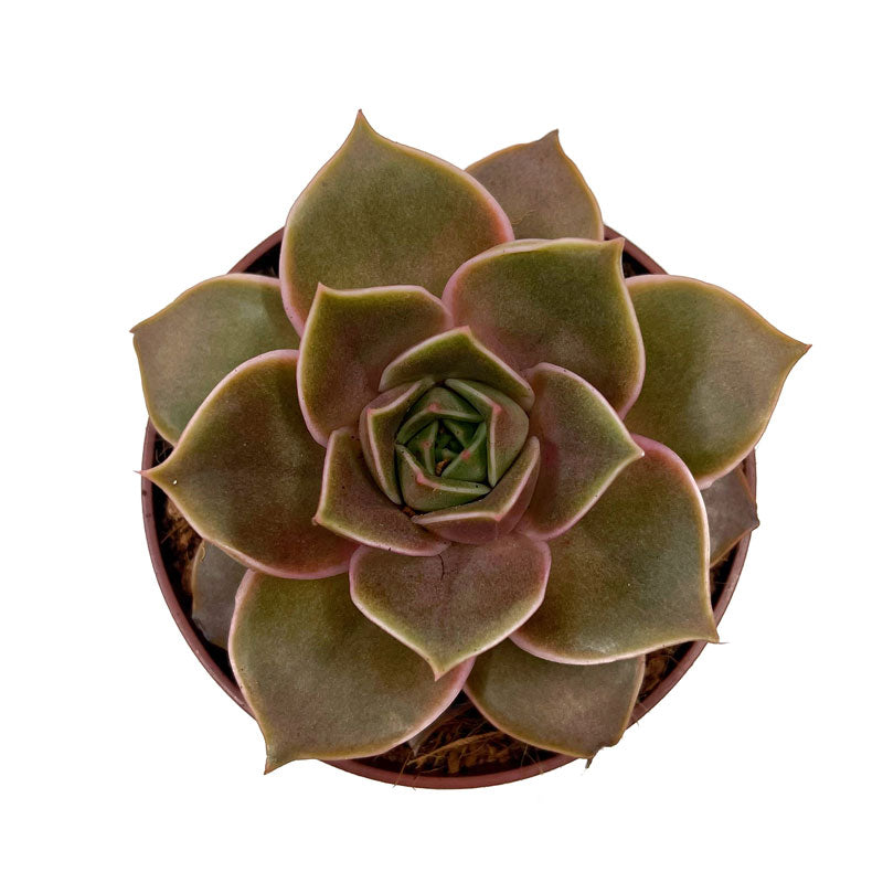 Echeveria Impi Cactus Y Suculentas M8,5 cm Ø_1