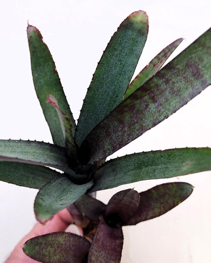 Neoregelia ampullacea purpurea; bromelia púrpura; Curiosarium; altura 30 cm, diámetro 12 cm, sin sustrato_2