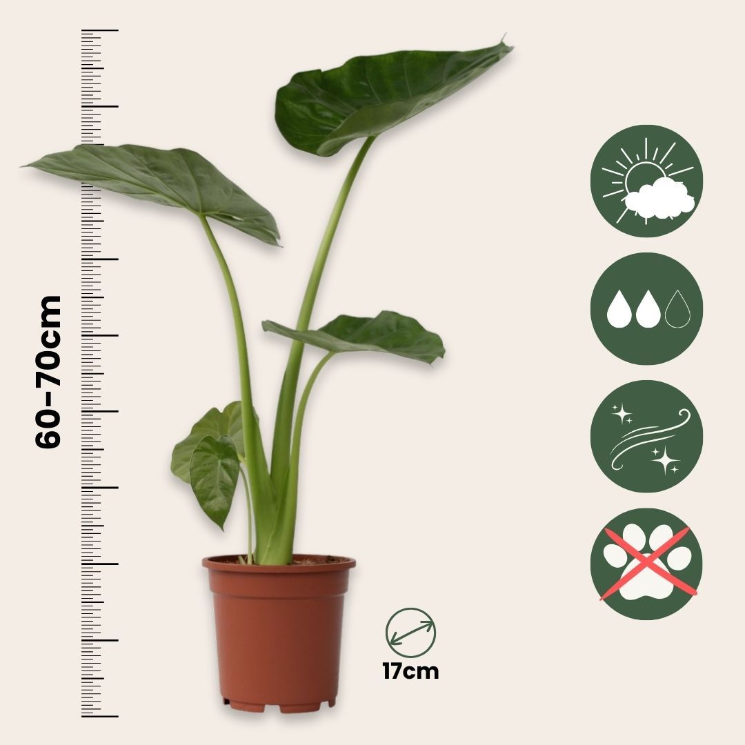 Taro Gigante - Alocasia 'macrorrhizos' - Altura 60-70cm - ⌀17cm_2