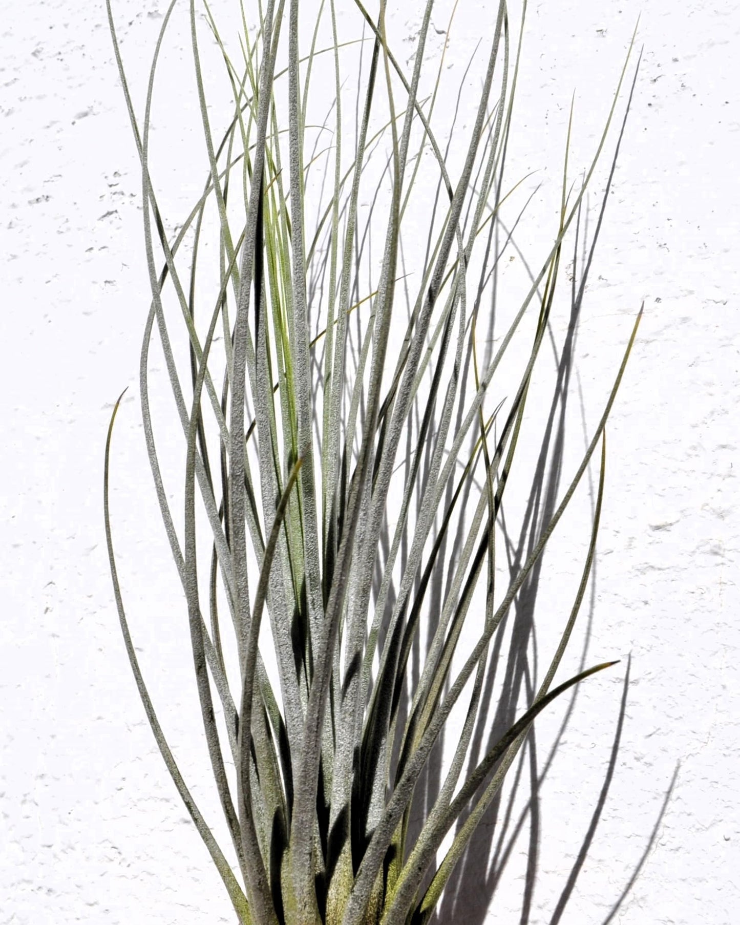 Tillandsia juncea; tilandsia junco, planta del aire plateada; Curiosarium; altura 20-35 cm, diámetro 10-25 cm_0
