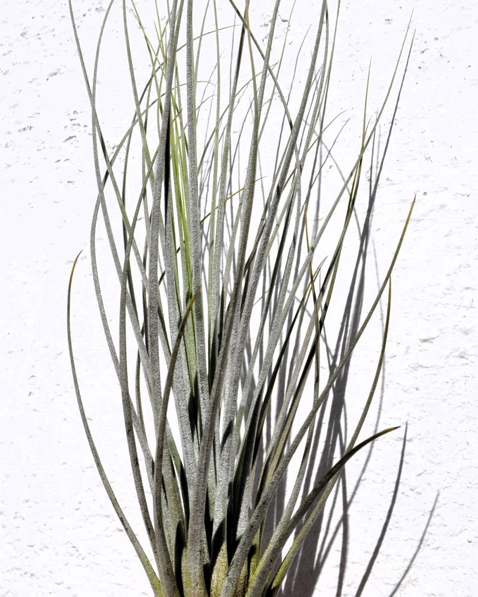 Tillandsia juncea; tilandsia junco, planta del aire plateada; Curiosarium; altura 20-35 cm, diámetro 10-25 cm_0