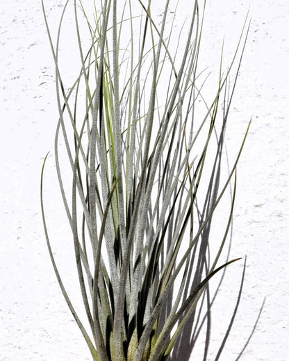 Tillandsia juncea; tilandsia junco, planta del aire plateada; Curiosarium; altura 20-35 cm, diámetro 10-25 cm_0