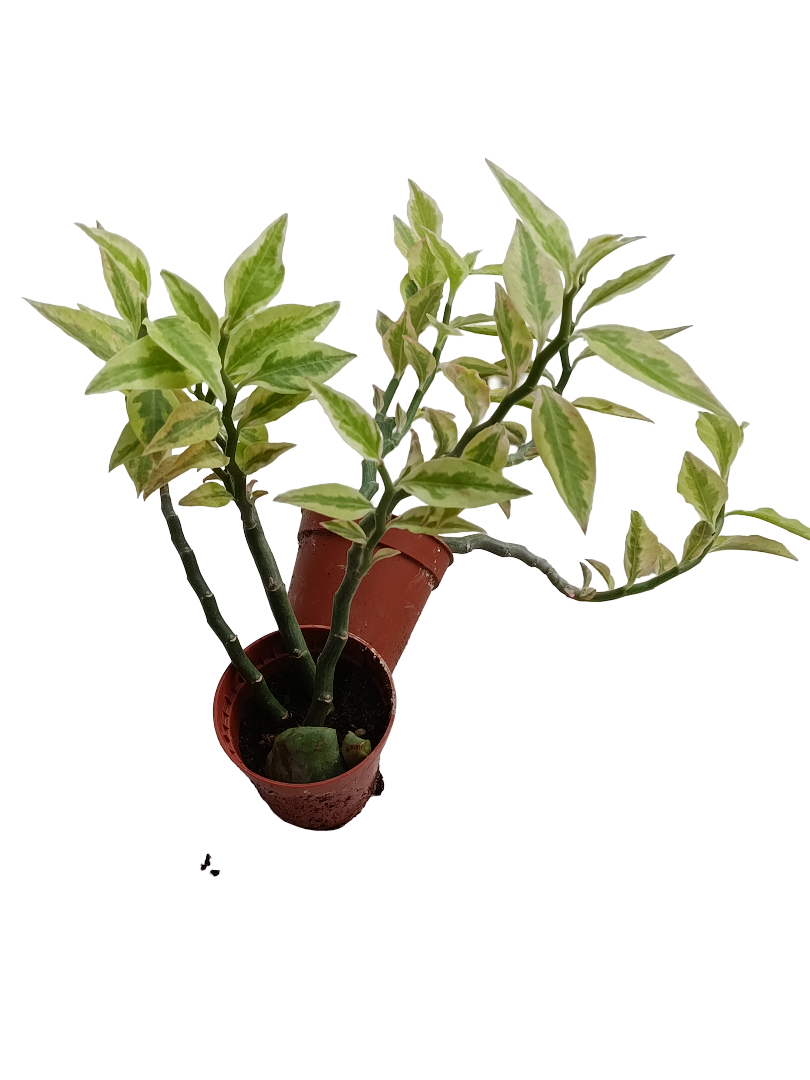 Euphorbia Titimaolides Variegata Planta Suculenta Ø5_0