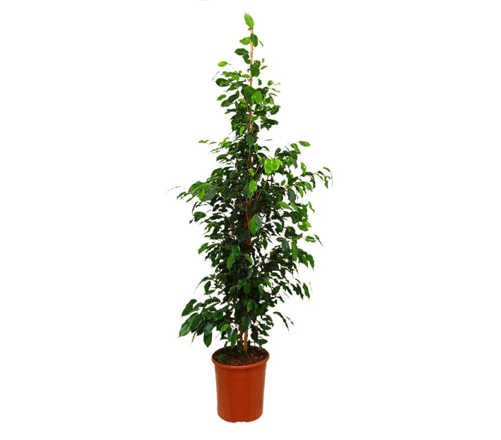 Ficus Daniel M25 180cm_0