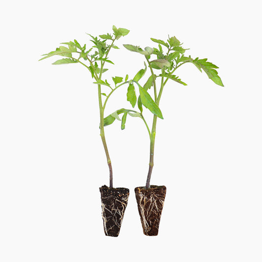 Plantón Tomate Noire De Crimée 6 Unidades - Plantabo_0