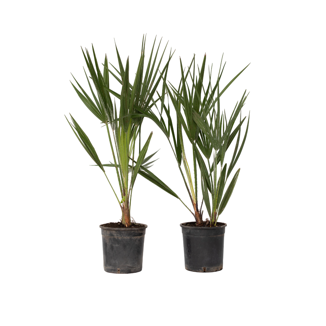 Palmito - 2 Pzs - Chamaerops Humilis - Altura 50-60cm - ⌀15cm_0