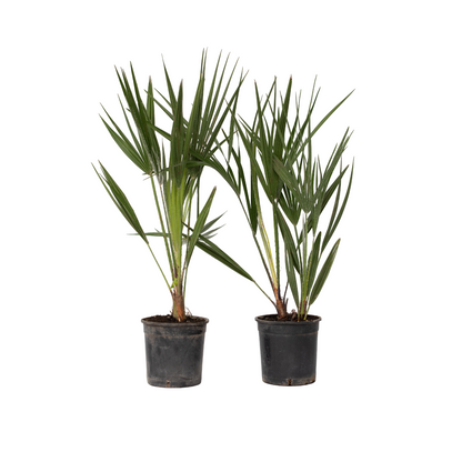 Palmito - 2 Pzs - Chamaerops Humilis - Altura 50-60cm - ⌀15cm