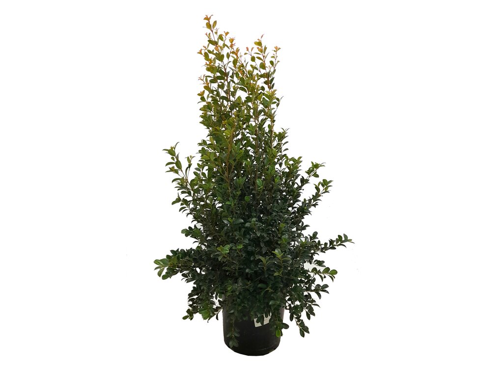 Eugenia Newport Piramide M25 80cm_0