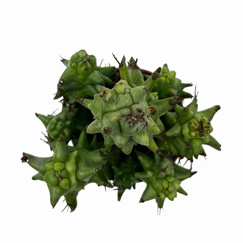 Euphorbia Horrida Monstruosa Cactus Y Suculentas M8,5 cm Ø_1