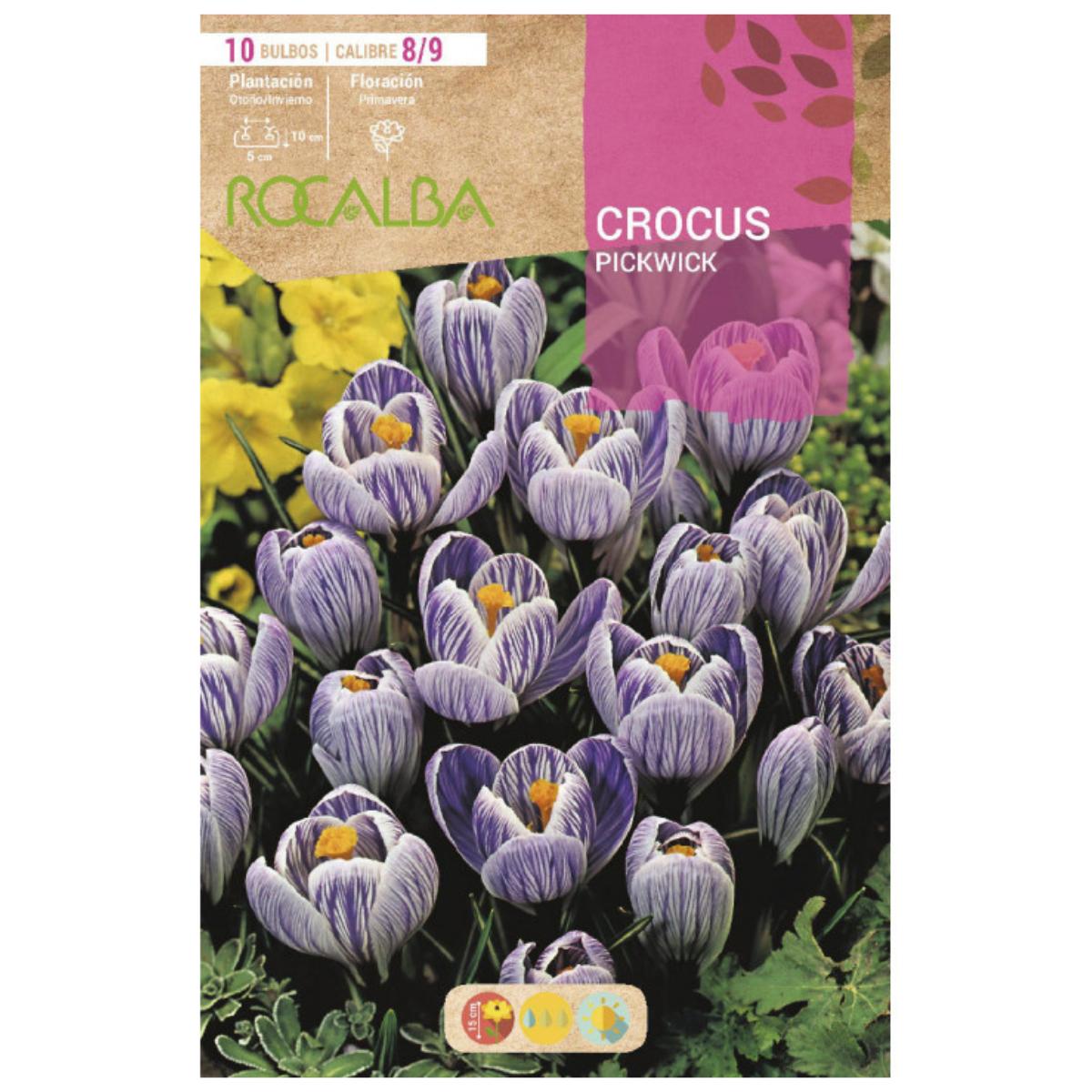 Bulbo Crocus Pickwick azul estriado 10 uds Rocalba