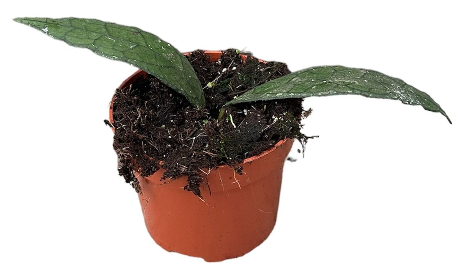 Hoya Clemensiorum Sumatra Planta Suculenta Colgante Flor De Cera Ø10_0