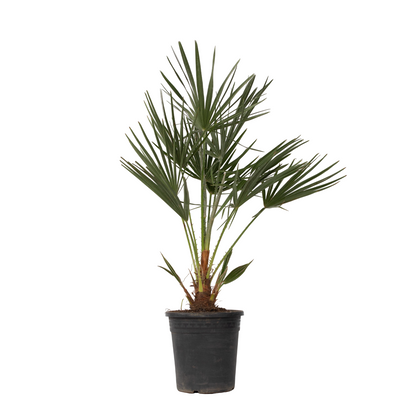 Palmito - Chamaerops Humilis - Altura 70-80cm - ⌀21cm_0