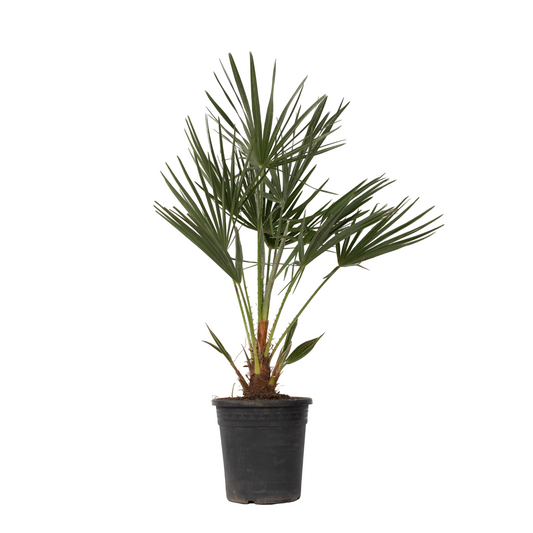 Palmito - Chamaerops Humilis - Altura 70-80cm - ⌀21cm_0