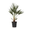 Palmito - Chamaerops Humilis - Altura 70-80cm - ⌀21cm