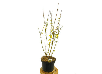 Forsythia Intermedia Weekend M17 55cm_1