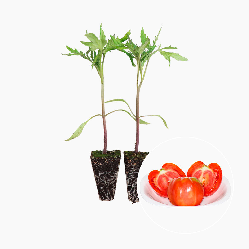 Plantón Tomate Rosa Plena 2 Unidades - Plantabo_0