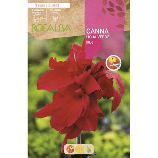 Bulbo Canna hoja verde Rojo 1 unidad (I)