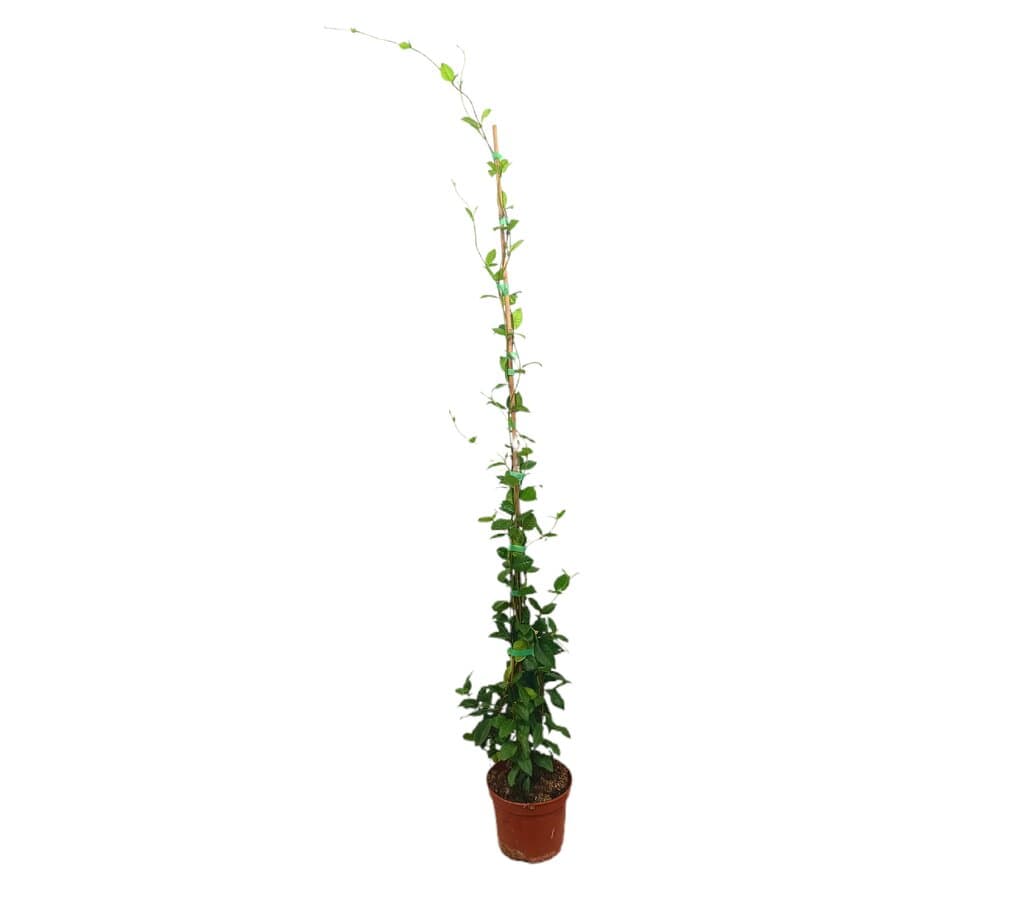 Trachelospermum Jasminoides M17 150cm_0