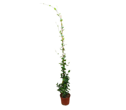 Trachelospermum Jasminoides M17 150cm_0
