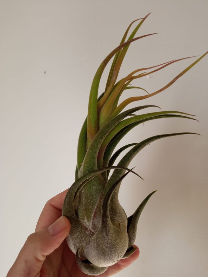 Tillandsia Seleriana Clavel Del Aire Bromelia