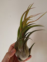 Tillandsia Seleriana Clavel Del Aire Bromelia