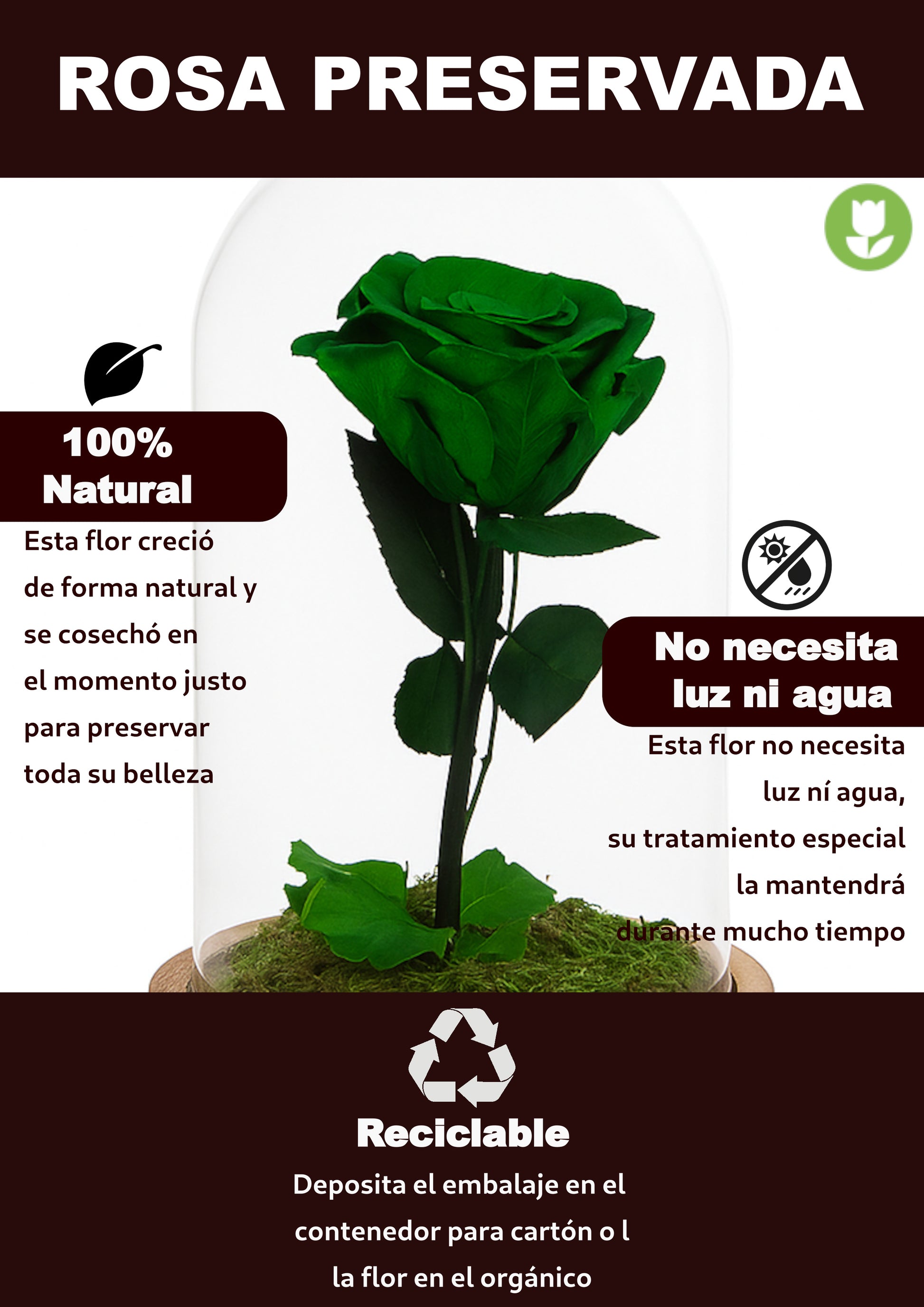 Mundo Eterno Rosa En Cúpula Verde 12x20cm