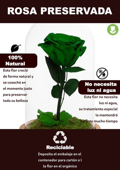 Mundo Eterno Rosa En Cúpula Verde 12x20cm