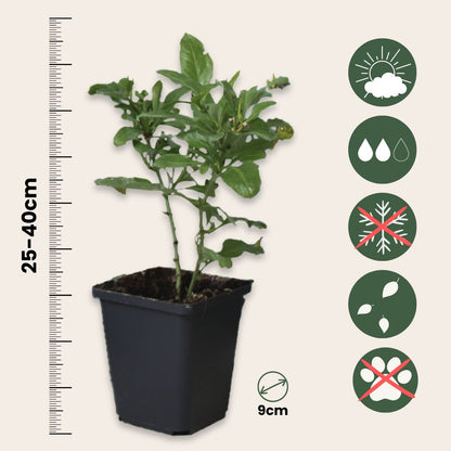 Jazmín Del Cielo - 6 Pzs - Plumbago Auriculata - Altura 25-40cm - ⌀9cm_2