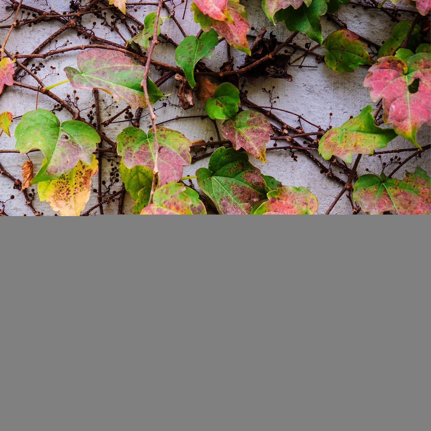 Parra Virgen - 3 Pzs - Parthenocissus Quinquefolia - Altura 25-40cm - ⌀9cm