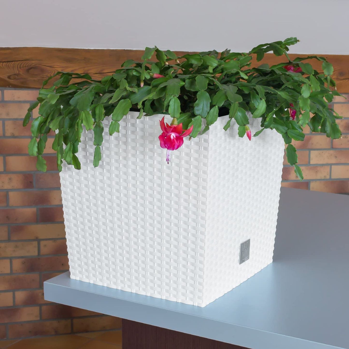 Maceta Rato 7 Litros Con Cubilete Para Plantar En Color Blanco 20 X 20 X 20,2 Cm._4
