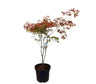 Acer Palmatum M23