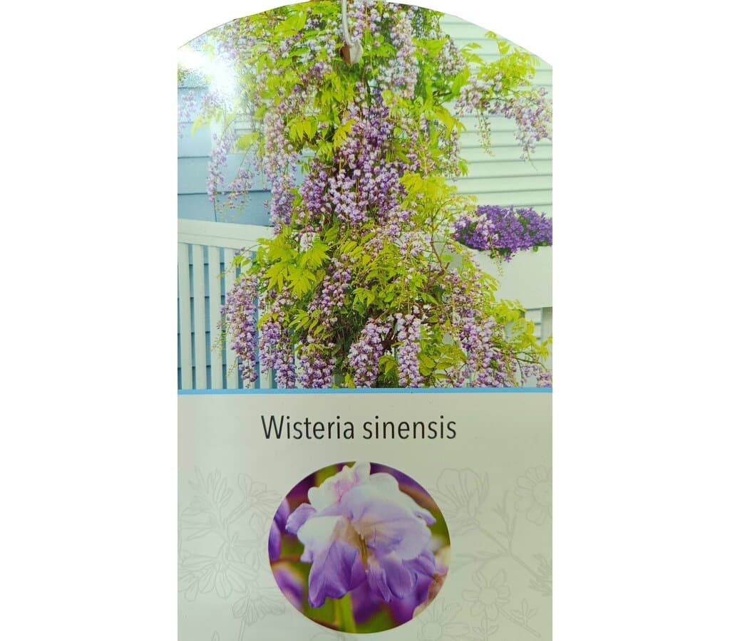 Wisteria Sinensis M20 180-200cm_1