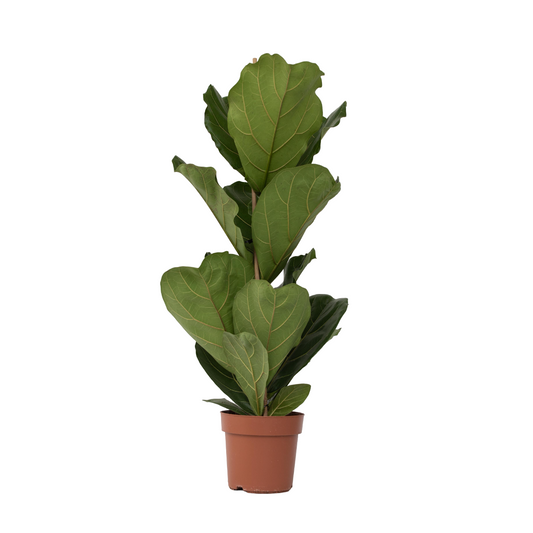 Higuera Hoja De Violín - Ficus Lyrata - Altura 70-90cm - ⌀21cm_0