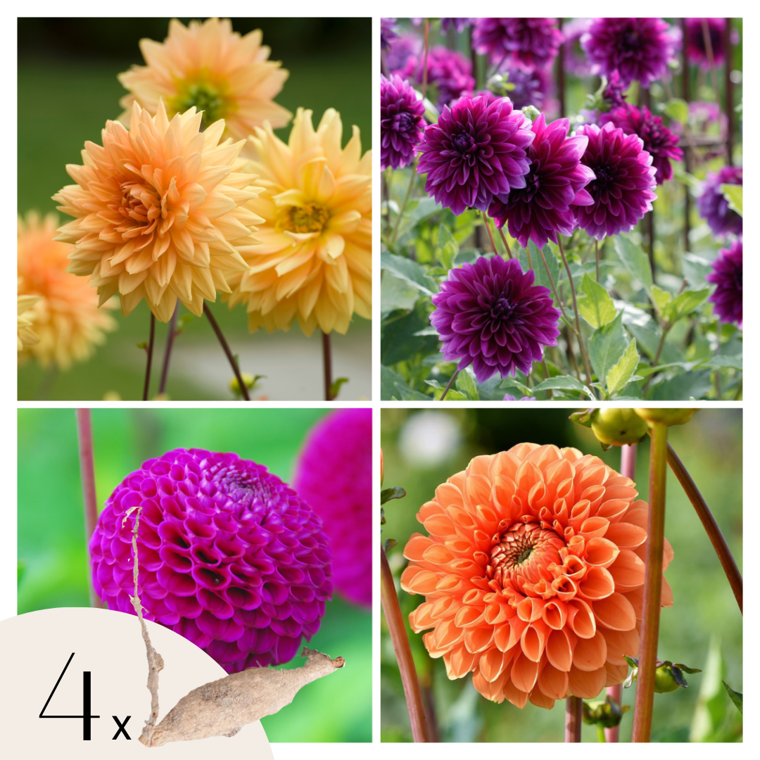 Tubérculos De Dalia - 4 Pzs - Dahlia 'bouqet Sunshine'_0