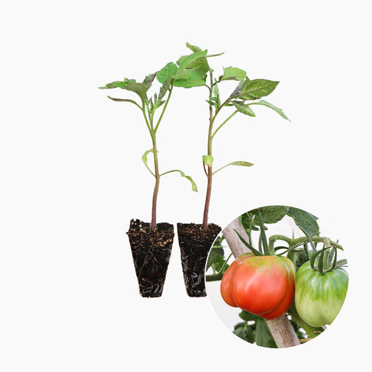 Plantón Tomate Pera Girona 2 Unidades - PlantaBo_0