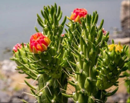 Cactus Alfiler De Eva, Maceta De 24 Cm._2