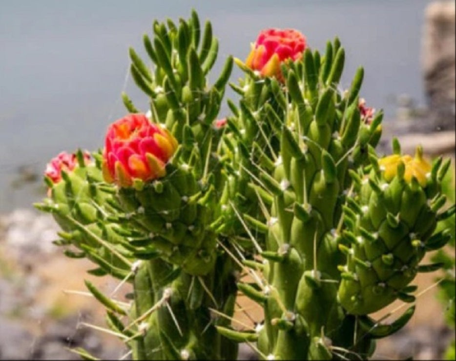 Pack 3 Cactus Alfiler de Eva, Maceta de 17 Cm._1