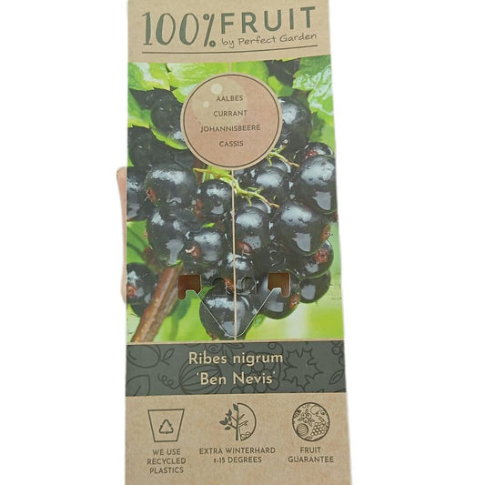 Ribes Uva-negra Ben Nevis M15_0