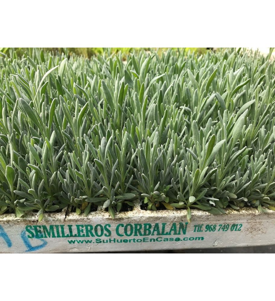 Plantón Lavanda Angustifolia (10 Unidades)_0