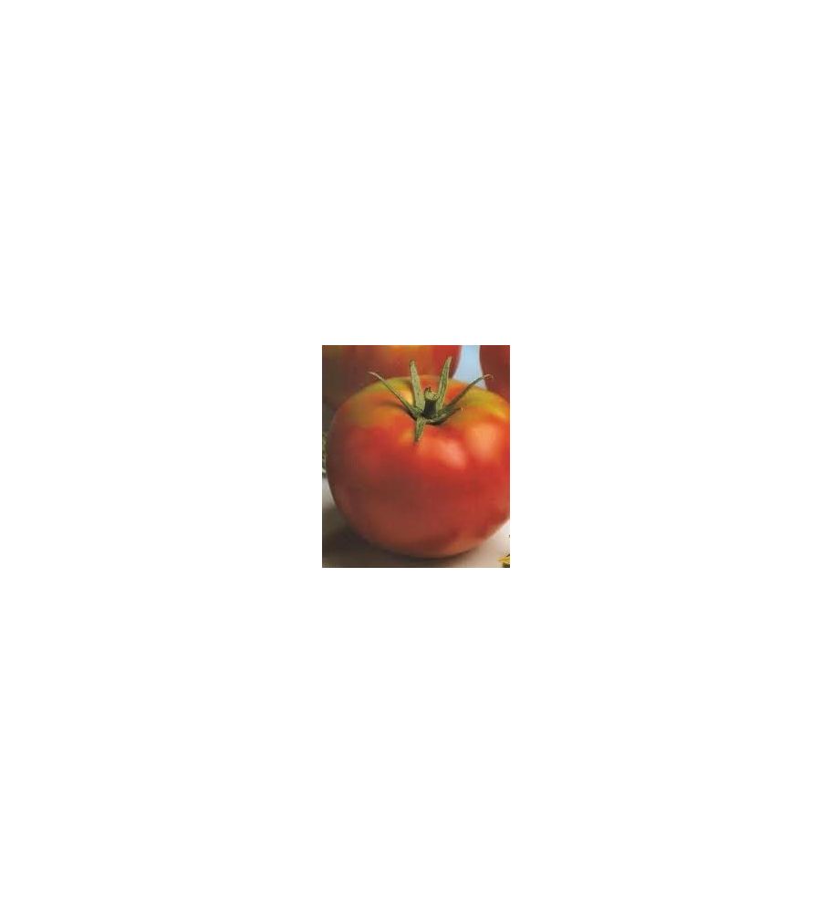 Plantón Tomate Optima F1 (10 Unidades)_3