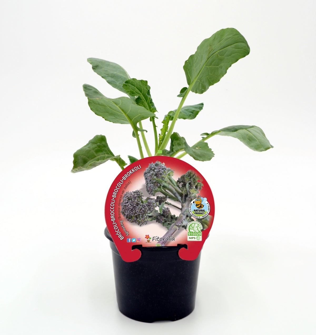 Plantón De Brocoli Sprouting Natural En Maceta De 10,5 Cm. - Fitoralia