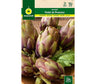 Semillas Alcachofa Violet De Provence