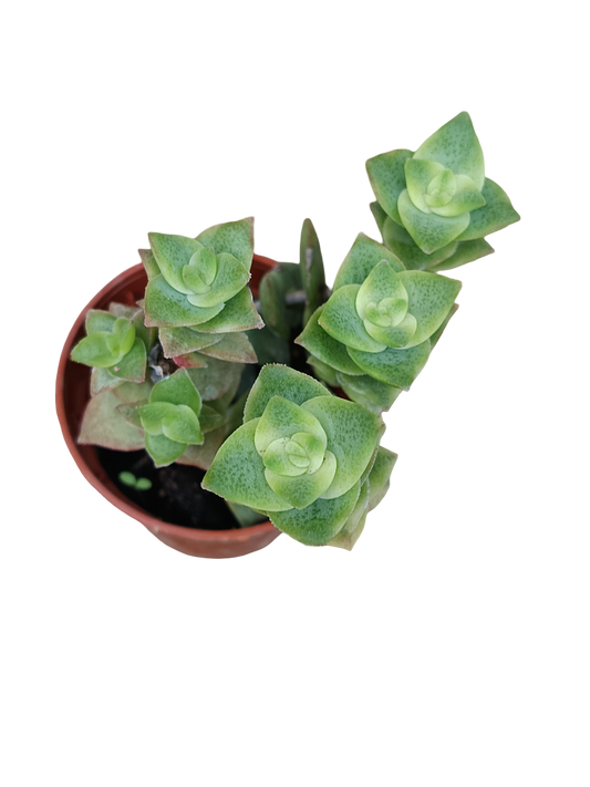 Crassula variegata planta suculenta colgante MINI Ø5