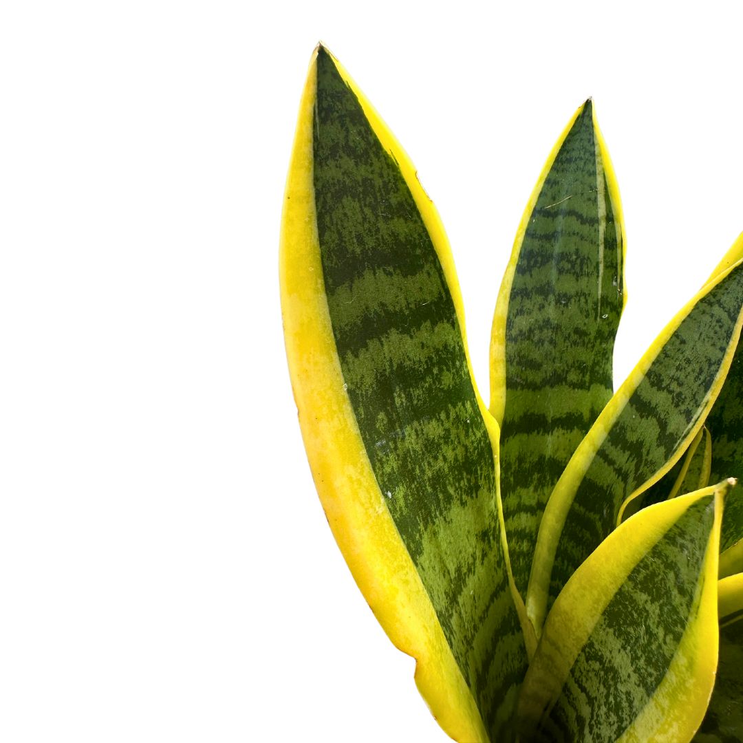 Sansevieria Laurentii: Estilo Y Frescura Con La Lengua De Suegra M20