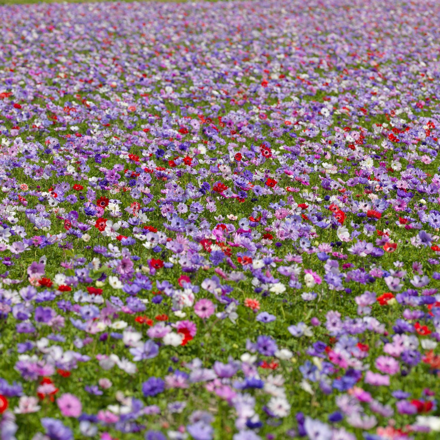 Anemone Coronaria - 30 Pzs - Anemoon De Caen - Bulbos De Flores