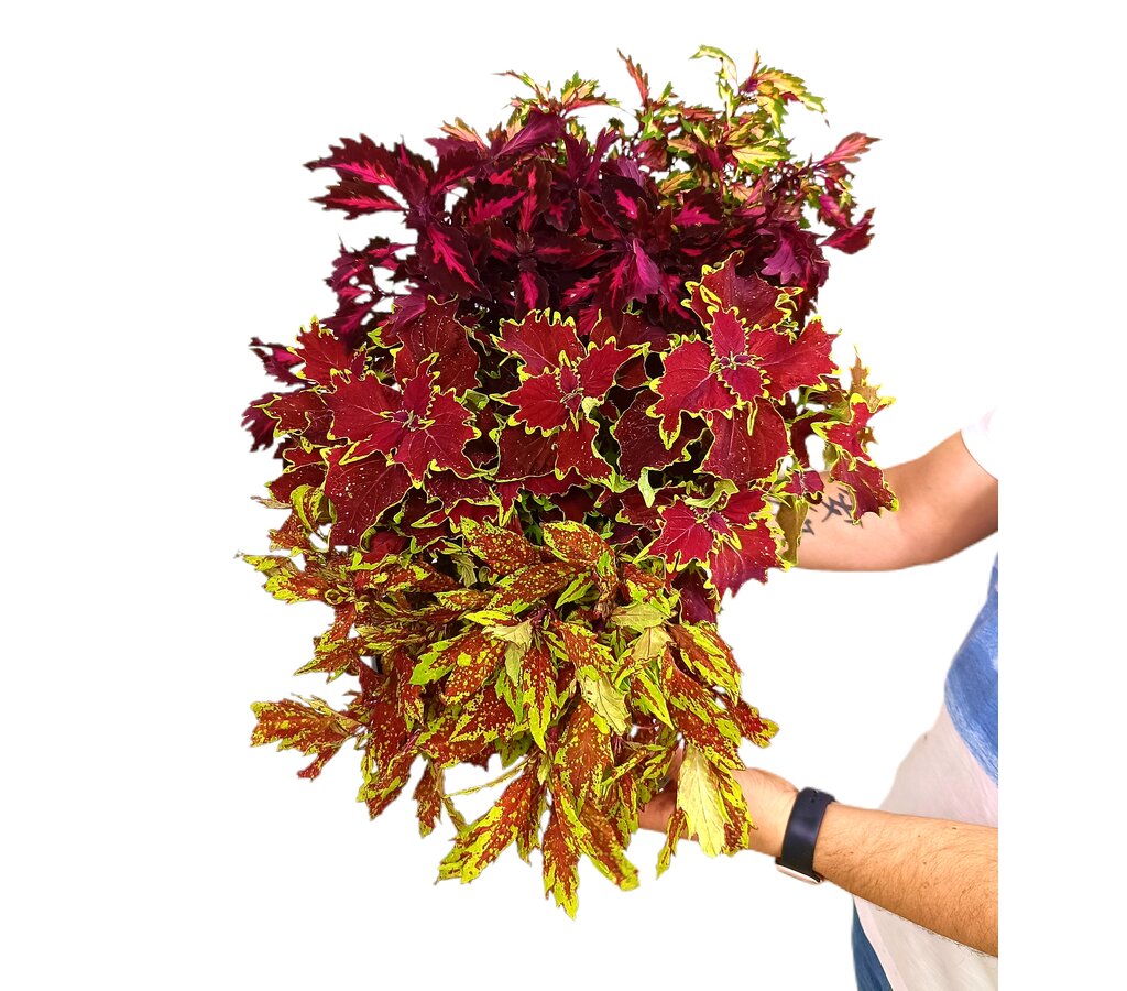 Cóleo M14 (coleus)_0