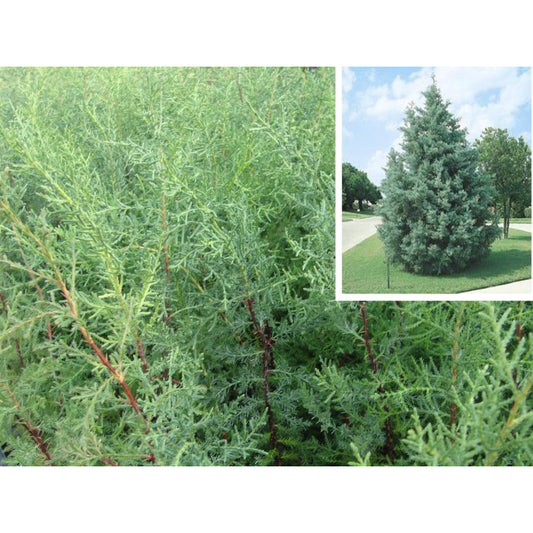 Cipres Arizónica Bandeja 54ud_0